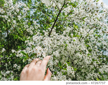 Blooming cherry tree in the warm, spring sunshine Blooming cherry tree in the warm, spring sunshine 47267737