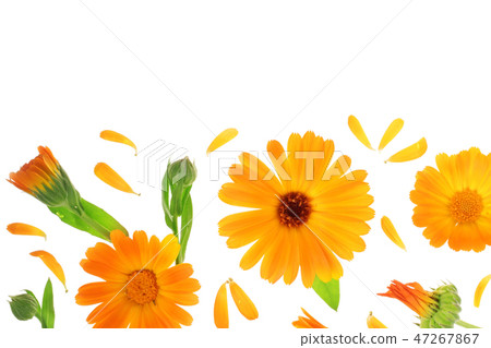 Calendula. Marigold flower isolated on white background with copy space for your text. Top view 47267867