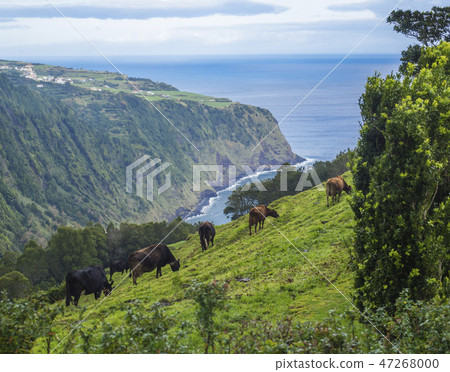 Cow herd grazing on grassy slope on viewpoint Miradouro da Ponta do Sossego with steep cliffs, sea 47268000