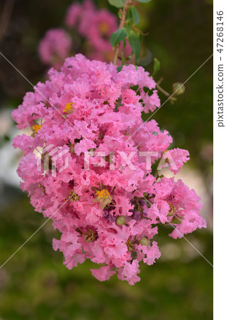 Crepe myrtle 47268146