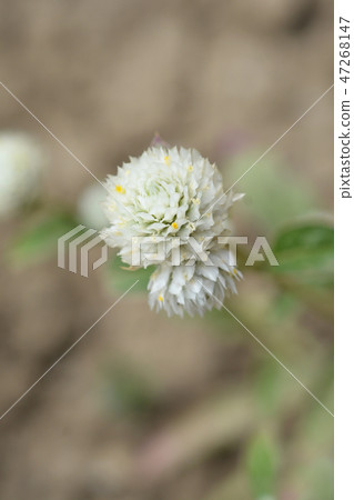 White globe amaranth 47268147