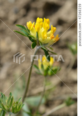 Carpathian Kidney Vetch 47268159