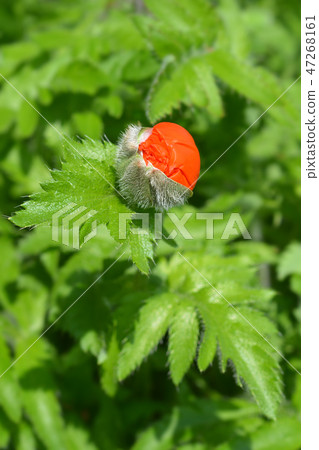 Oriental poppy Oriental poppy 47268161
