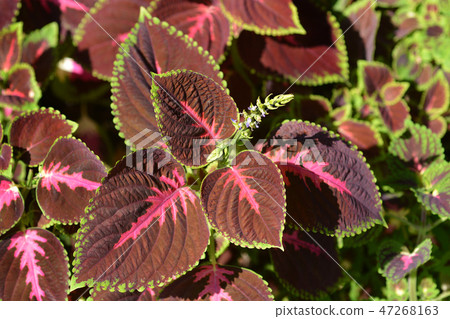 Painted nettle Painted nettle 47268163