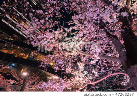 點亮櫻花六本木 點亮櫻花六本木 47268257