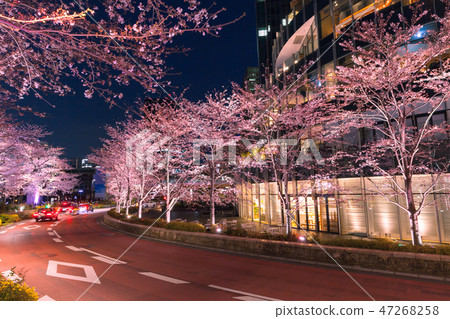 一排櫻花樹六本木 一排櫻花樹六本木 47268258