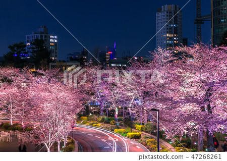 一排櫻花樹六本木 一排櫻花樹六本木 47268261