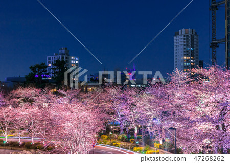一排櫻花樹六本木 一排櫻花樹六本木 47268262