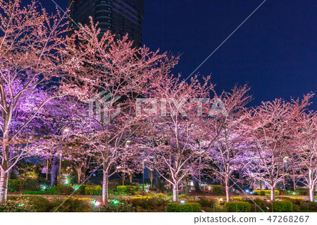 一排櫻花樹六本木 一排櫻花樹六本木 47268267