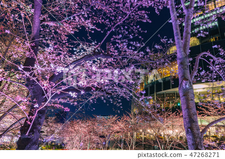 Light up cherry blossoms and buildings Roppongi Light up cherry blossoms and buildings Roppongi 47268271