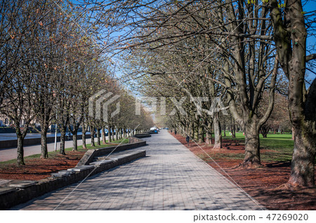 Kant Island in Kalinigrad. Road and trees in park 47269020