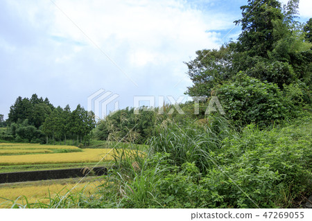 稻田 稻田 47269055