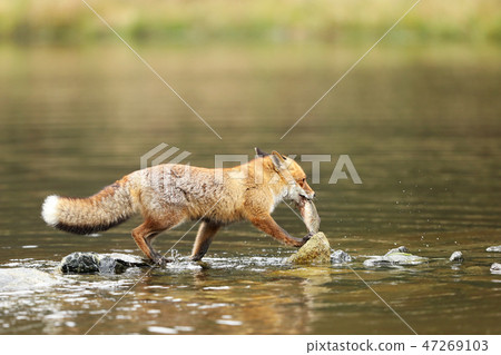 Young rex fox (Vulpes vulpes) with catch fish prey Young rex fox (Vulpes vulpes) with catch fish prey 47269103