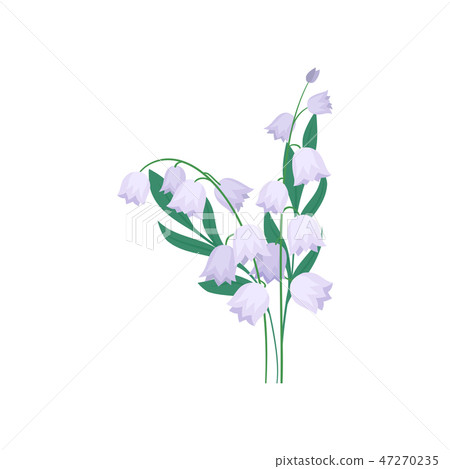 Purple campanula flowers with green leaves. Fresh spring bouquet. Nature and flora theme. Flat Purple campanula flowers with green leaves. Fresh spring bouquet. Nature and flora theme. Flat 47270235