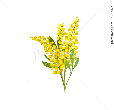 Bouquet Of Yellow Mimosa Beautiful Fluffy Stock Illustration 47270249 Pixta