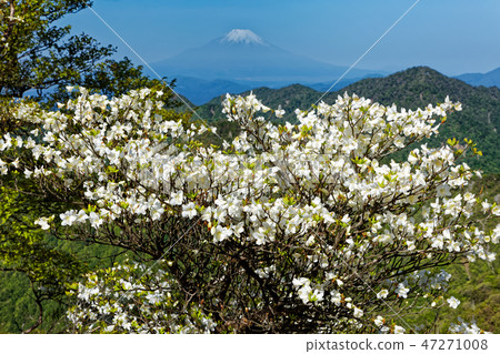 白色虹鱒魚和Tanzawa·Hikigogake山脊線的富士山 白色虹鱒魚和Tanzawa·Hikigogake山脊線的富士山 47271008