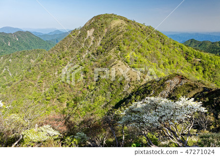 從Tanzawa Tansu線看見的Kasugatake山，白色棕櫚Otsutsuji開花 47271024