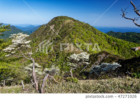 從Tanzawa Tansu線看見的Kasugatake山,白色棕櫚Otsutsuji開花 從Tanzawa Tansu線看見的Kasugatake山,白色棕櫚Otsutsuji開花 47271026