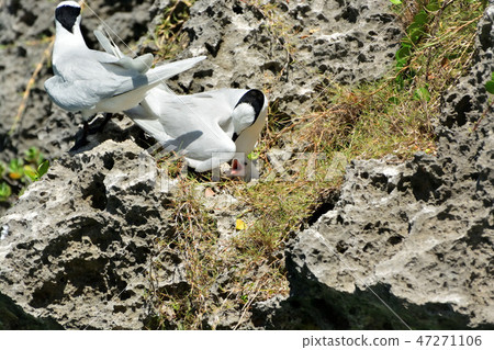 宮古島/夏季候鳥Eligro Tern 宮古島/夏季候鳥Eligro Tern 47271106