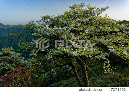 白色熱帶杜鵑花盛開的Tanzawa山脊線 47271262