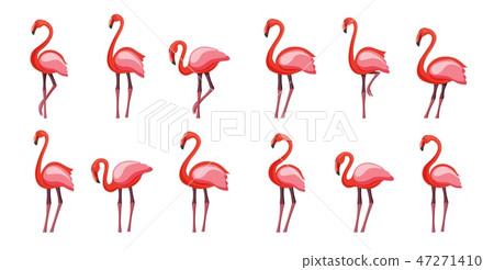 Pink flamingo set, vector illustration Isolated on white background Pink flamingo set, vector illustration Isolated on white background 47271410