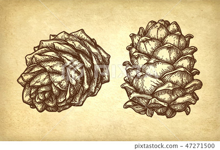 Ink sketch of pine nut. 47271500
