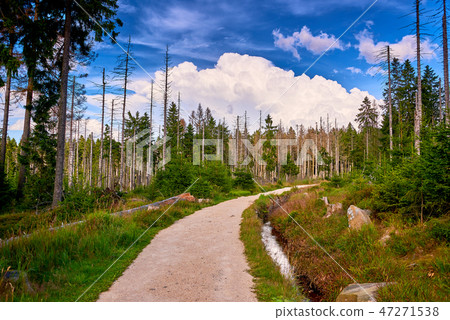 forest dieback 47271538