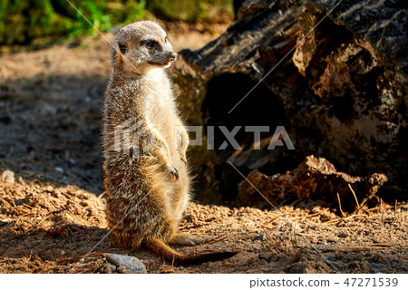 Meerkat Manor looking for something Meerkat Manor looking for something 47271539