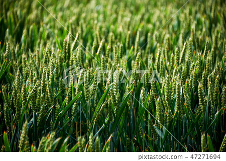 meadow flowers on field meadow flowers on field 47271694