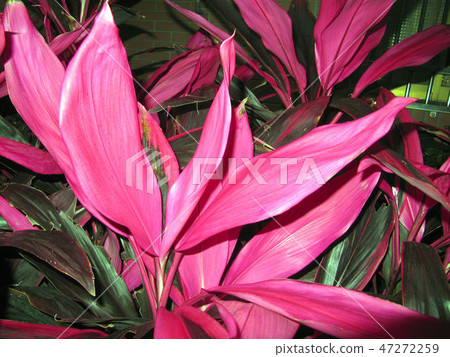 Flower and fruit plant Flower and fruit plant 47272259