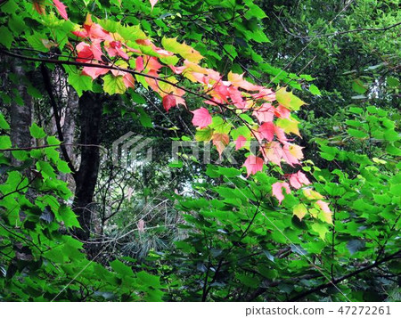Flower and fruit plant Flower and fruit plant 47272261