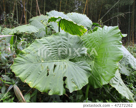 Flower and fruit plant 47272262