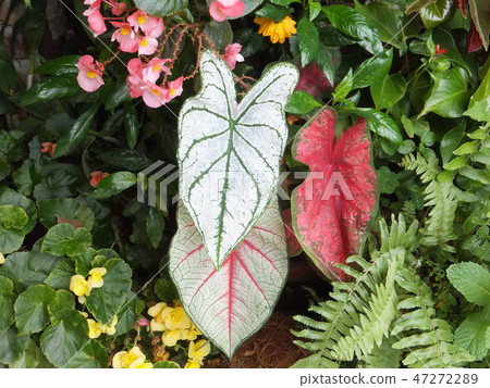 花果植物 花果植物 47272289