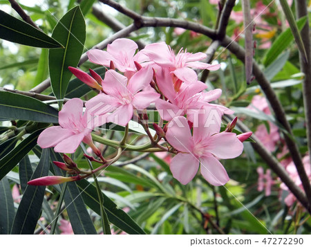 花果植物 47272290