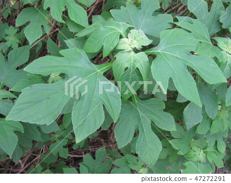 Flower and fruit plant 47272291