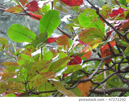 Flower and fruit plant 47272292