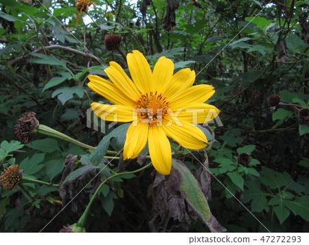 Flower and fruit plant 47272293