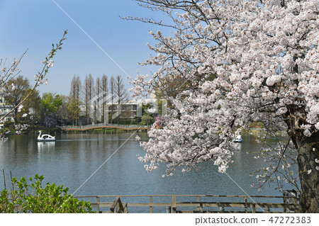 櫻花在Sensochike公園,大田區,東京 櫻花在Sensochike公園,大田區,東京 47272383