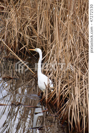 大白鷺潛伏在灌木叢中 47272530