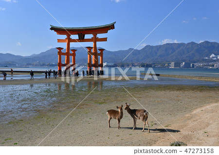 Otorii in Miyajima and two deer playing near it 47273158