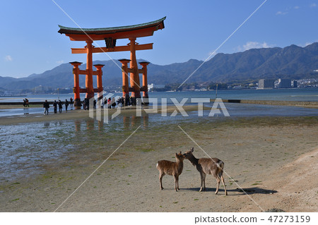 Otorii in Miyajima and two deer playing near it Otorii in Miyajima and two deer playing near it 47273159