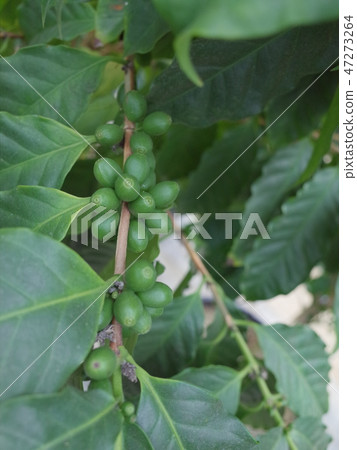 咖啡豆_國內 咖啡豆_國內 47273264