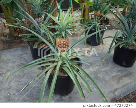 菠蘿_國內產品 菠蘿_國內產品 47273274