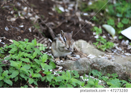 Squirrel Mountains 47273280