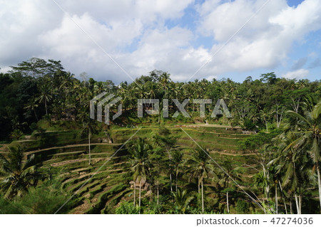 Tegalalang米大陽颱風景在巴厘島 Tegalalang米大陽颱風景在巴厘島 47274036