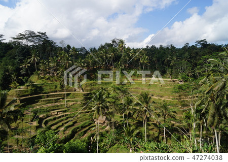 Tegalalang米大陽颱風景在巴厘島 Tegalalang米大陽颱風景在巴厘島 47274038
