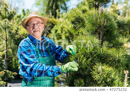 Senior gardener cutting a tree in a garden. Senior gardener cutting a tree in a garden. 47275232