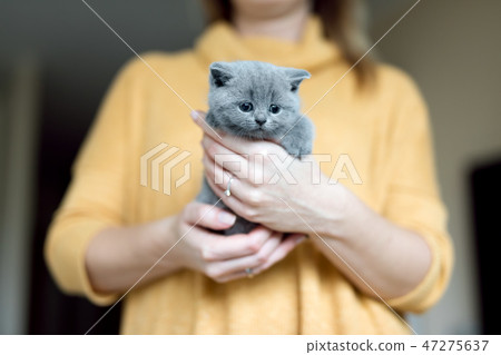 Grey adorable kitty held by a woman Grey adorable kitty held by a woman 47275637