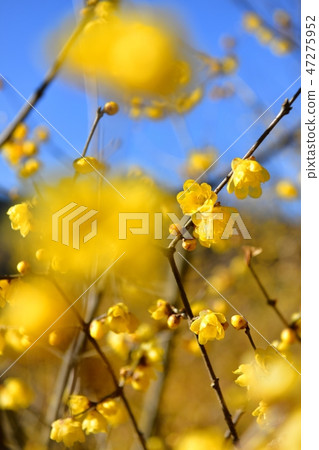 Village of wax plum blossoms in Kanegan city, Tochigi Prefecture Village of wax plum blossoms in Kanegan city, Tochigi Prefecture 47275952