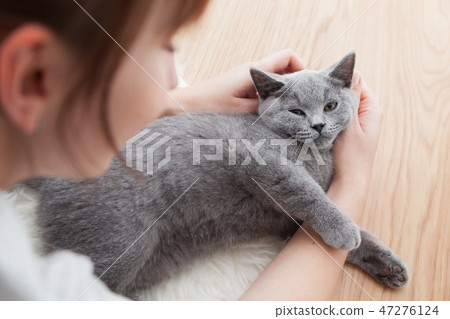 Woman stroke her car. The British Shorthair pedigreed kitten 47276124